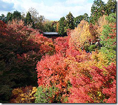 Tofukuji Temple